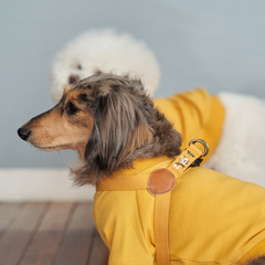 Adventure Harness Sahara