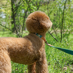 Adventure Collar Birdie