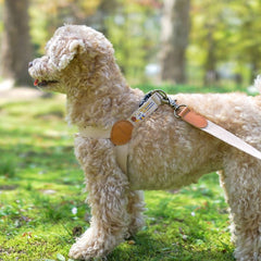 Adventure Harness Dunk