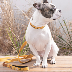 Adventure Collar Sahara