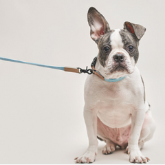 We Are Tight Ribbon Leash Cloud Bay