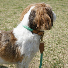 We Are Tight Collar Palm Tree