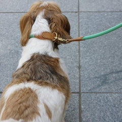 We Are Tight Leash Palm Tree