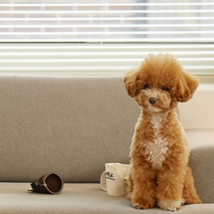 Paper Cup Nosework Dog Toy Caramel