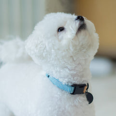 We Are Tight Ribbon Collar Cloud Bay