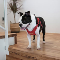Comfort Harness Red
