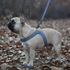 Buckle-Up Easy Harness Gray