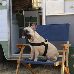 Buckle-Up Easy Harness Black