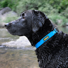 DeWater Waterproof Collar Blue