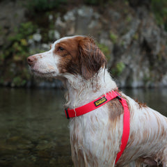 DeWater Waterproof Harness Pink