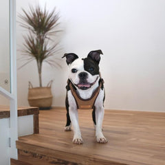 Comfort Harness Brown