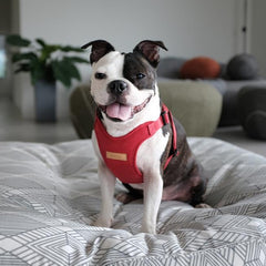 Comfort Harness Red