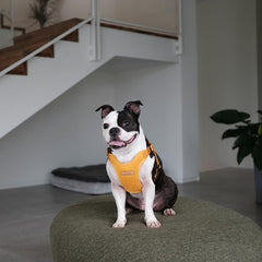 Comfort Harness Yellow