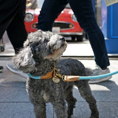 We Are Tight Leash Cloud Bay