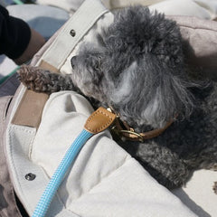 We Are Tight Leash Cloud Bay