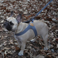 Buckle-Up Easy Harness Gray