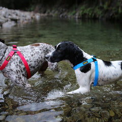 DeWater Waterproof Harness Blue