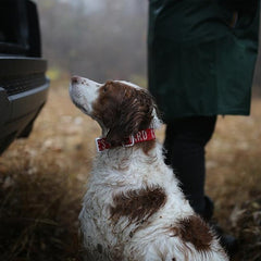 Trip Collar Red