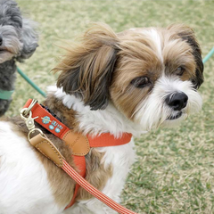 Adventure Harness Mars