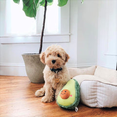 Nomnomz® Dog Toy- Avocado