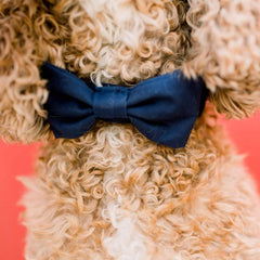Ocean Dog Bow Tie